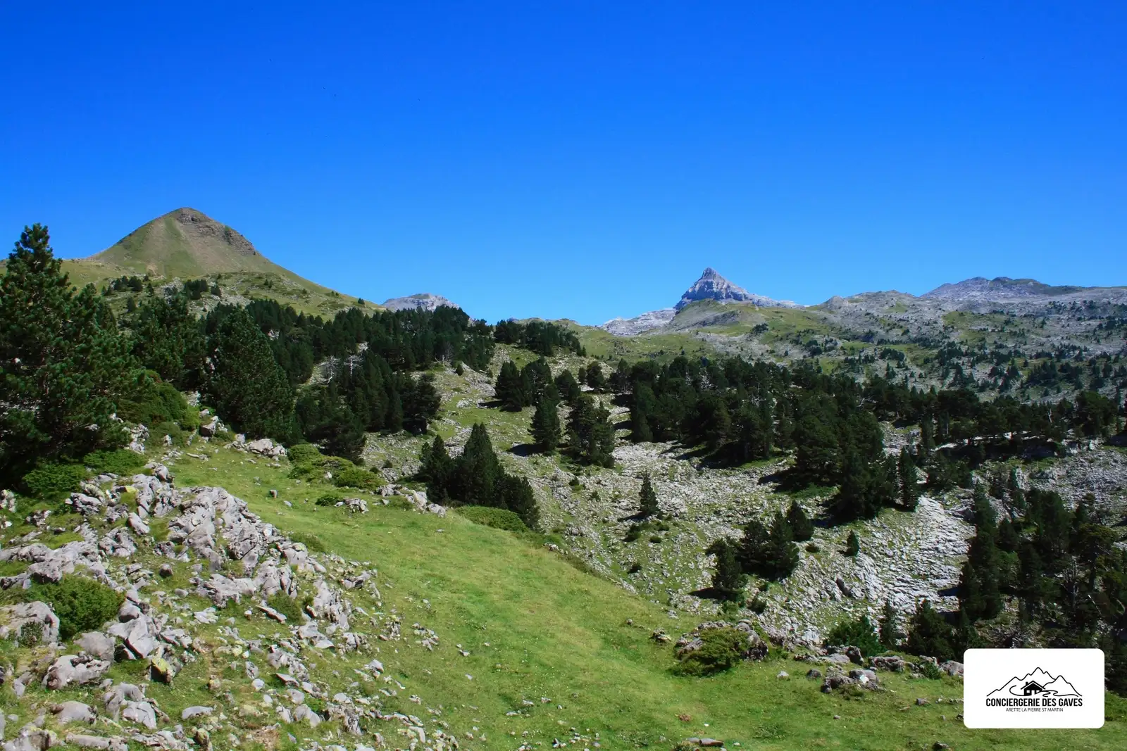 Les pics d'Arlas et d'Anie au-dessus des pins du massif de Larra, en été